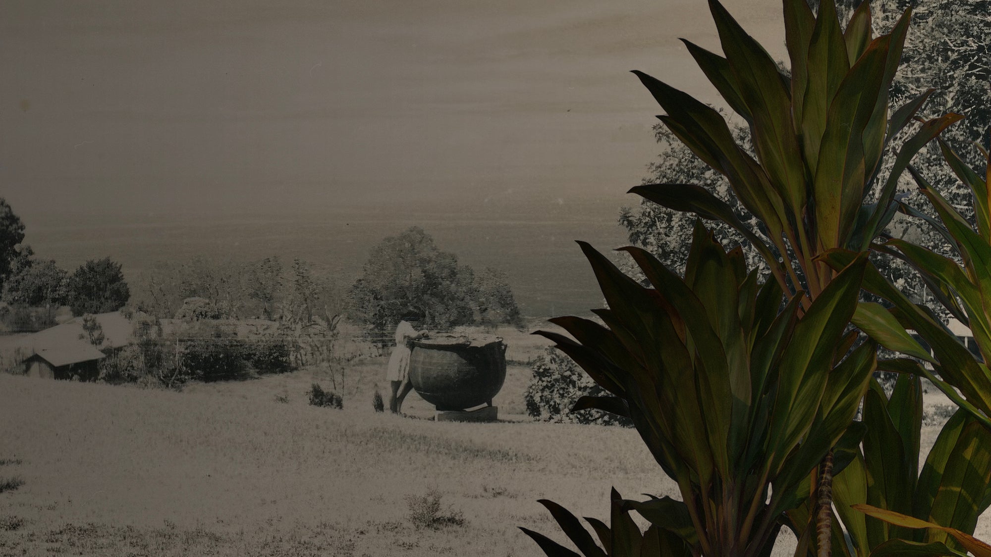 Introduction of ʻŌkolehao Distillation in Hawai‘i